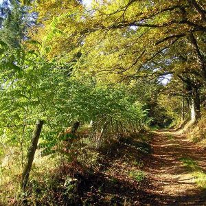 Chemin creux et paysage Français de campagne (image by Pixabay)